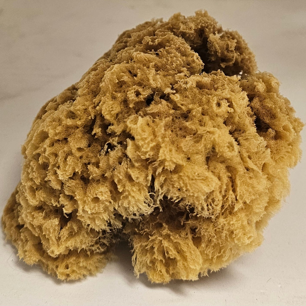 Natural Sponge