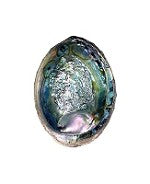 
                
                    Load image into Gallery viewer, Green 5-6&amp;quot; Abalone Shell
                
            