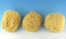 Dead Sea Sponges - Natural